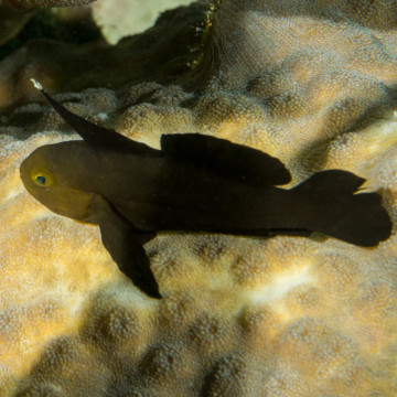 Gobiodon ceramensis 1.5-3 cm