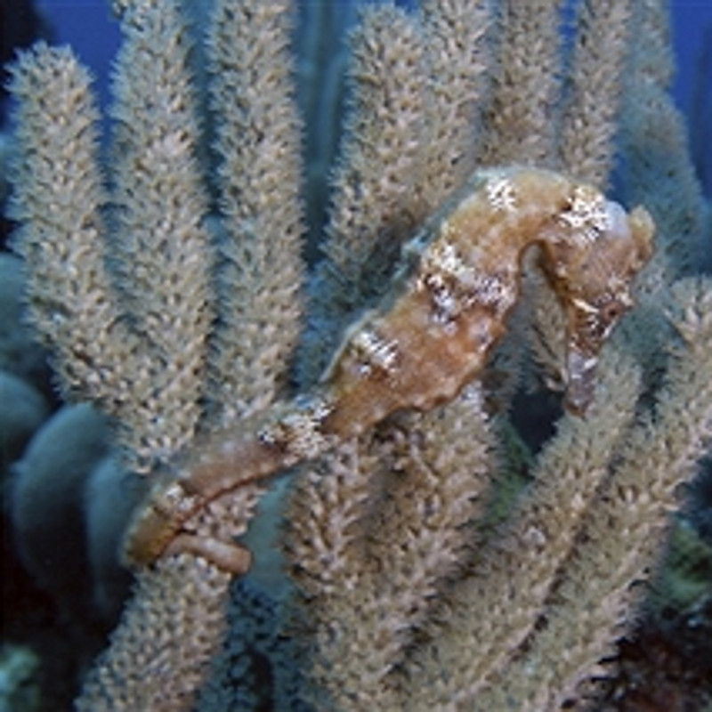 Hippocampus Erectus 10-12 cm