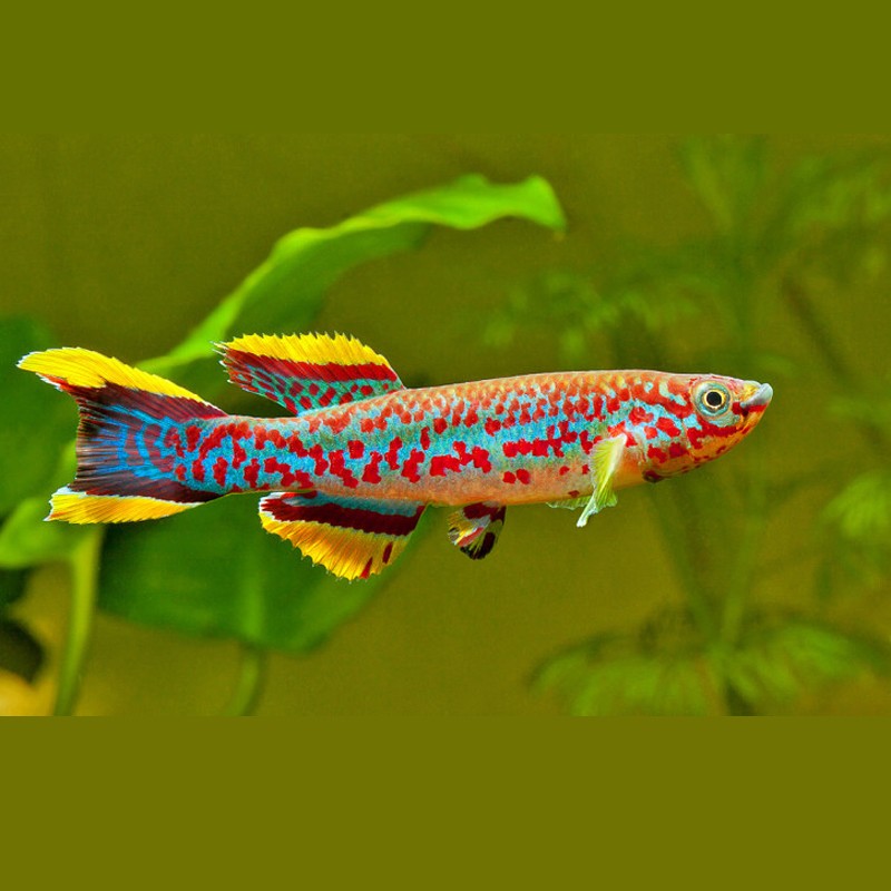 Aphyosemion - Fundulopanchax gardneri 3-4cm koppel 