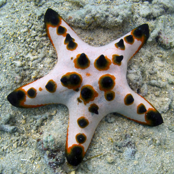ProtoreSter Nodosus-Common Giant Star 8-10cm