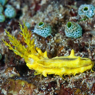 Colochirus Robustus veel van 2