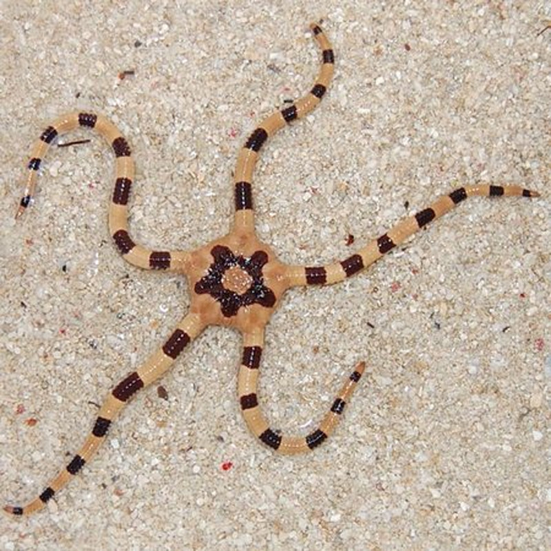 Ophiolepis superba - Ophiures à pattes lisses tigrées 6-10 cm