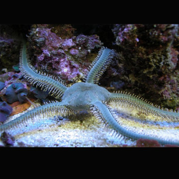 Ophiariachna Incassata - Harig Groene Ophiure Lot van 2