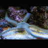 Ophiarachna incrassata - Ophiure verte poilue lot de 2