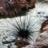 Diadema Setosum - Long-Thorn Seubs 6-10 cm Lot van 2