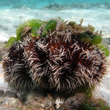 Tripneustes gratilla-oursin à courtes épines 6-8 cm