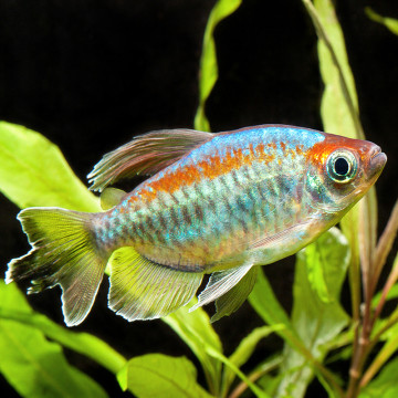 Tétras du Congo - Phenacogrammus Interruptus 3-4cm