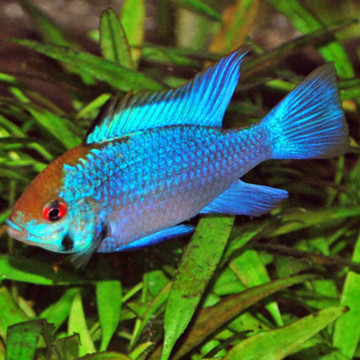 Apistogramma-Mikrogeophagus Ramirezi Electric Blauw