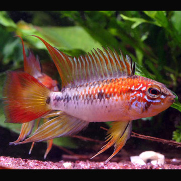 Apistogramma viejita rood 3-4cm