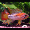 Apistogramma viejita rood 3-4cm