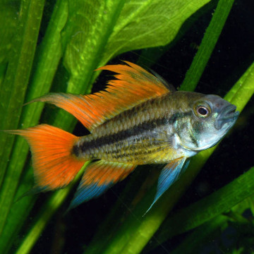 Apistogramma Cacatuoides Oranje