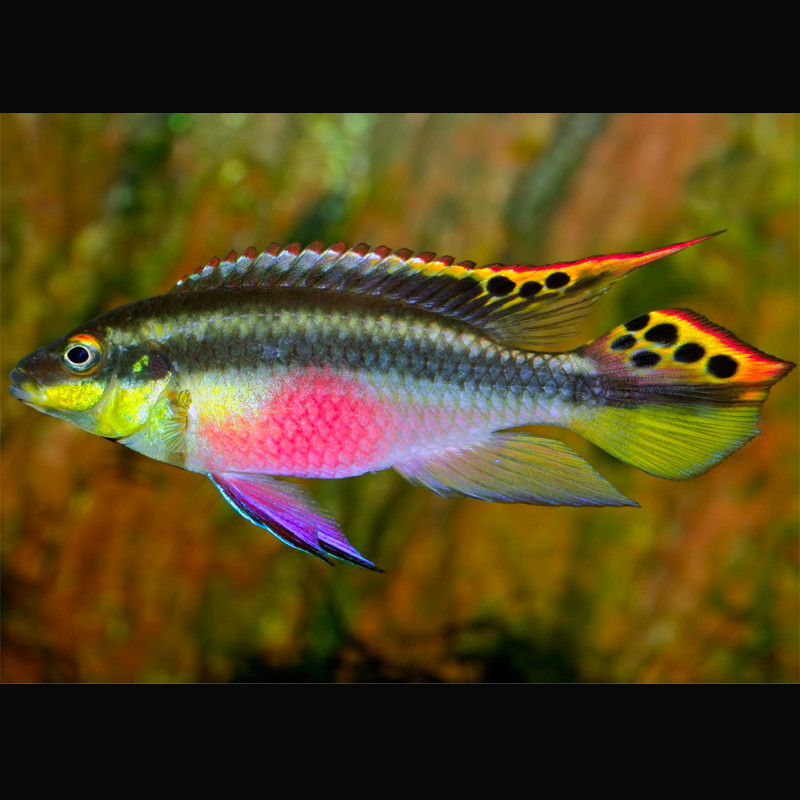 Pelvivachromis-Pelmatochromis Kribensis - zeer kleurrijk - koppel