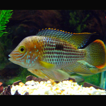 Aequidens Rivulatus rode vinnen  5-6cm