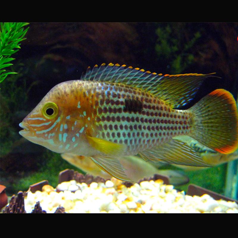 Aequidens Rivulatus rode vinnen  5-6cm