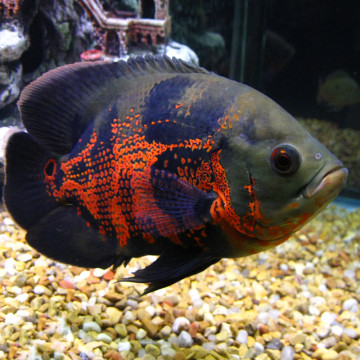 Astronotus Ocellatus Oscar Tigre rouges 8-10 cm