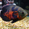 Astronotus Ocellatus-Oscar Tigre 5-6cm