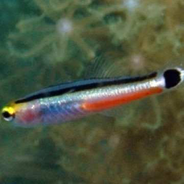 Aiolops megastigma 1-2 cm