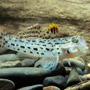 Istigobius ornatus 5-7 cm
