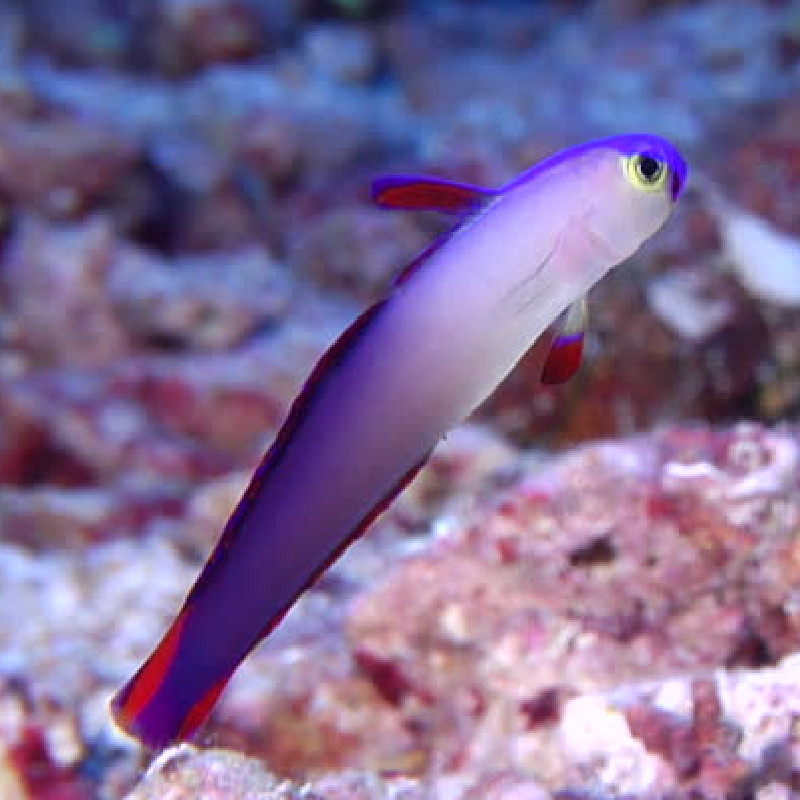 Nemateleotris Decora: 3 tot 5 cm (Indo)