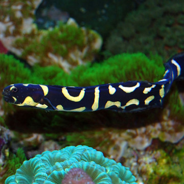 Pholidichthys leucotaenia : 6-8 cm  