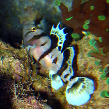 Priolepis nocturna 2 cm
