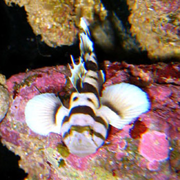 Priolepis nocturna 2 cm