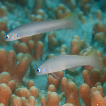 Ptereoleotris microlepis : 5 à 7 cm