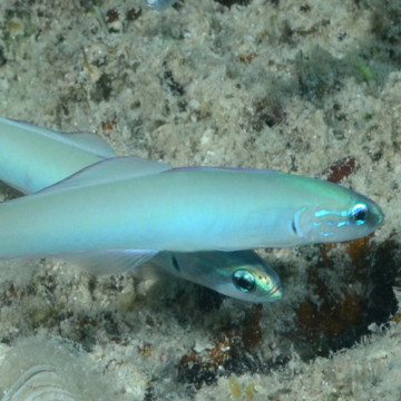 Ptereoleotris microlepis : 5 à 7 cm