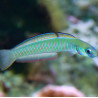 Ptereleotris zebra