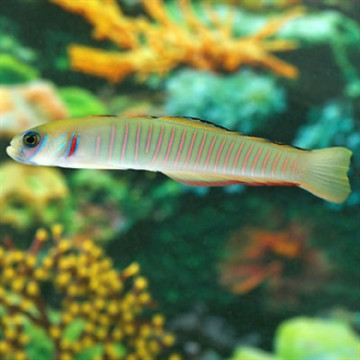Ptereleotris zebra