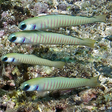 Ptereleotris zebra
