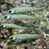 Ptereleotris zebra