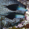 Evides Pereleotris: 5-7 cm  