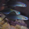 Ptereleotris evides : 5-7 cm  