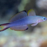 Evides Pereleotris: 5-7 cm  