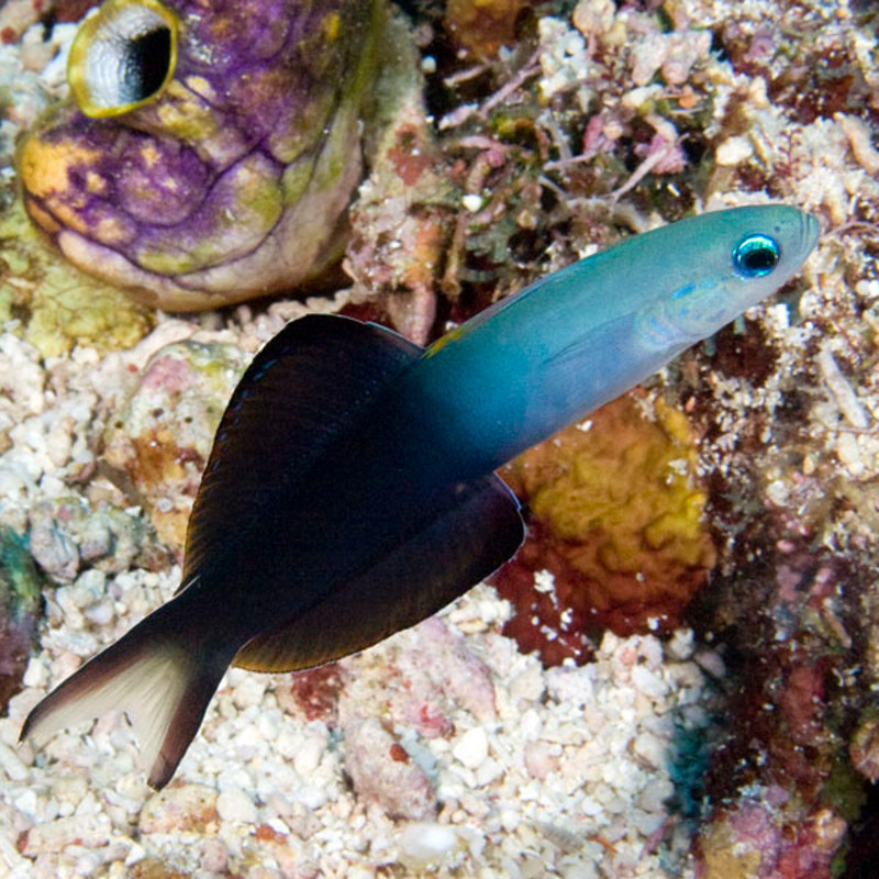 Evides Pereleotris: 5-7 cm  