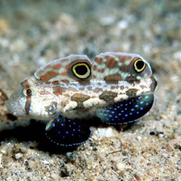 Signigobius biocellatus