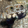 Signigobius biocellatus