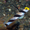 Stonogobiops nematodes
