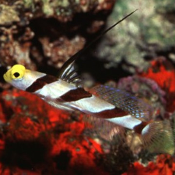 Stonogobiops nematodes