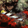 Stonogobiops nematodes