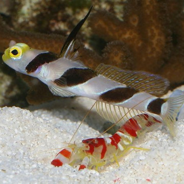 Stonogobiops nematodes et alpheus : 4 à 7 cm