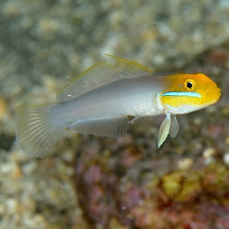 Valenciennea strigata : 4-6 cm  