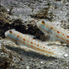 Valenciennea puellaris : 5 à 6 cm  