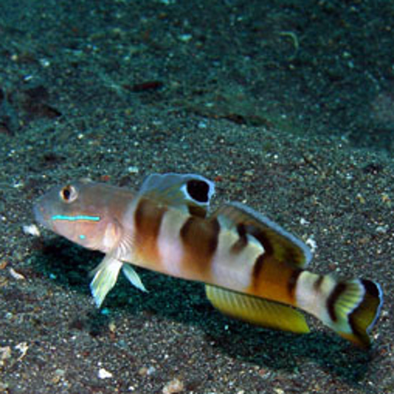 Valenciennea Wardii : 6-8 cm