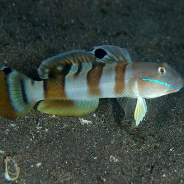 Valenciennea Wardii : 6-8 cm