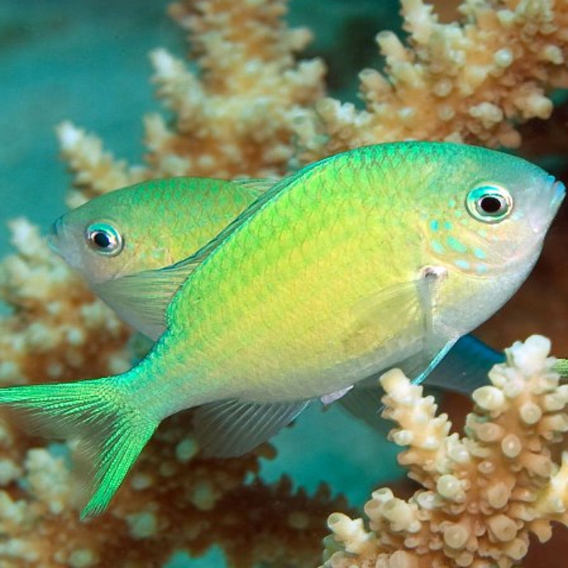 Chromis viridis 4-6 cm Chromis viridis 4-6 cm
