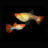 Guppys Kois couples uniquement