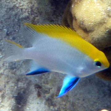 Neogelphidodon Melas: 2 tot 4 cm  