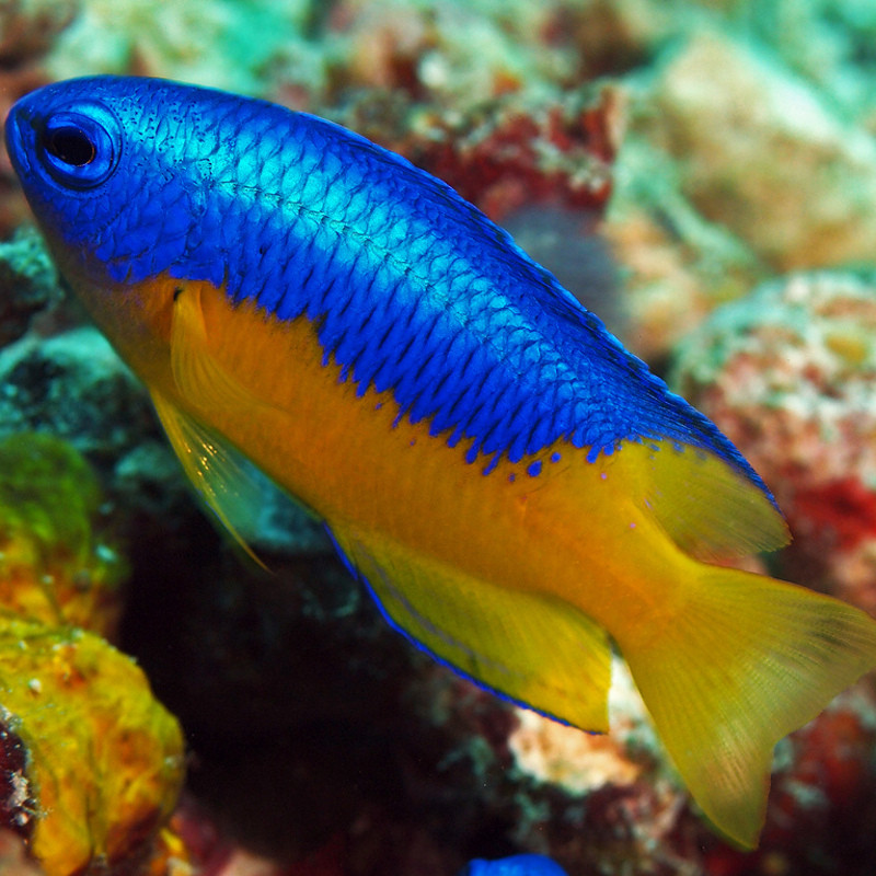Pomacentrus auriventris Pomacentrus auriventris